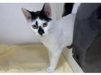 Adopt Paperwork a White Domestic Shorthair / Domestic Shorthair / Mixed cat in