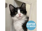 Adopt Marbles a All Black Domestic Shorthair / Domestic Shorthair / Mixed cat in