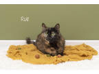 Adopt Rue a Orange or Red Domestic Mediumhair / Domestic Shorthair / Mixed cat