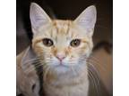 Adopt Arya a Domestic Shorthair / Mixed (short coat) cat in Fayetteville