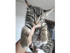 Adopt Sandra a Domestic Shorthair / Mixed (short coat) cat in Fayetteville
