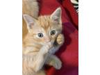 Adopt Ari a Domestic Shorthair / Mixed (short coat) cat in Newaygo