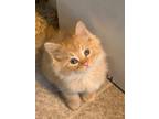 Adopt Alvin a Domestic Longhair / Mixed (short coat) cat in Newaygo