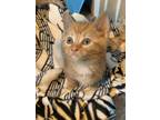Adopt Aggie a Domestic Shorthair / Mixed (short coat) cat in Newaygo
