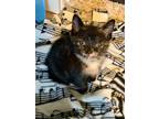 Adopt Adele a Domestic Shorthair / Mixed (short coat) cat in Newaygo