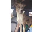 Adopt Willow a Gray/Silver/Salt & Pepper - with White Catahoula Leopard Dog /