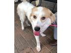 Adopt Ripple a White Mixed Breed (Large) / Mixed dog in Mesquite, TX (39001153)