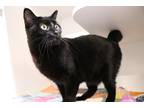 Adopt Prancer a Domestic Shorthair / Mixed (short coat) cat in Dearborn