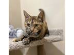 Adopt Kokoro a Orange or Red Domestic Shorthair / Domestic Shorthair / Mixed cat