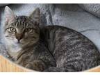 Adopt Wade a Domestic Shorthair / Mixed (short coat) cat in Greeneville