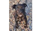Adopt Pickle a Black Retriever (Unknown Type) / Mixed dog in Pequot Lakes