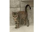 Adopt Lemon a Domestic Shorthair / Mixed (short coat) cat in Hartford City