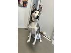 Adopt Coco a Husky / Mixed dog in Hartford City, IN (39048959)
