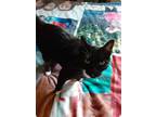 Adopt Bootsie- TV a Black (Mostly) Domestic Shorthair / Mixed (short coat) cat