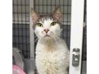 Adopt Kataleya a Domestic Shorthair / Mixed (short coat) cat in Ewing