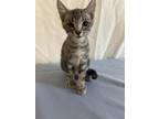Adopt Tanner a Domestic Shorthair / Mixed (short coat) cat in San Jacinto