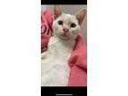 Adopt Spa a Domestic Shorthair / Mixed (short coat) cat in San Jacinto