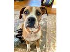 Adopt Maia a Tan/Yellow/Fawn Boxer / Mixed dog in Dumont, NJ (39003429)