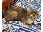 Adopt Diamond a Tortoiseshell Domestic Shorthair / Mixed (short coat) cat in