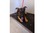 Adopt NOLA a German Shepherd Dog / Mixed dog in Lindsay, CA (39007904)
