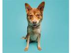 Adopt Sylvia a Mixed Breed (Medium) / Mixed dog in Durham, NC (39006145)
