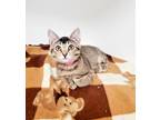Adopt Kitten 24680 (Abby) a Abyssinian (medium coat) cat in Parlier