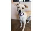 Adopt Bowen a Labrador Retriever / Mixed dog in Cottonwood, AZ (39037090)