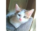 Adopt Churro a Domestic Shorthair / Mixed (short coat) cat in Buford
