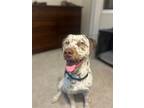 Adopt Reese a Dalmatian / Mixed dog in Fort Collins, CO (39048688)