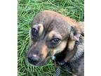 Adopt Drake a Mixed Breed (Small) / Mixed dog in Bloomington, IL (39048637)