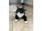 Adopt Popeye a Domestic Shorthair / Mixed (short coat) cat in Viroqua