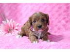Cavapoo Puppy for sale in Mansfield, OH, USA
