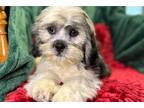 Lhasa Apso Puppy for sale in Springfield, MO, USA