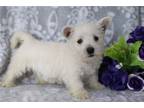 West Highland White Terrier Puppy for sale in Mansfield, OH, USA