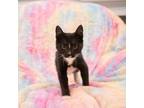 Adopt Theodore a All Black Domestic Shorthair / Mixed cat in Idaho Falls