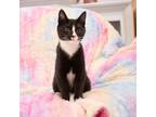 Adopt Simon a All Black Domestic Shorthair / Mixed cat in Idaho Falls