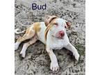Adopt Bud a Tan/Yellow/Fawn - with White Catahoula Leopard Dog / Mixed dog in