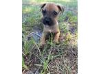 Adopt Captain a Tan/Yellow/Fawn - with Black Catahoula Leopard Dog / Mixed dog