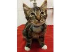 Adopt Front Lobby 18 a Domestic Mediumhair / Mixed cat in Pomona, CA (39011826)