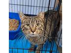 Adopt Mcfluffer Kitty (Chow Hound Holland) a Brown or Chocolate Domestic