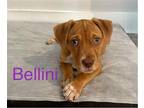 Adopt Bellini a Tan/Yellow/Fawn Catahoula Leopard Dog / Mixed dog in Tampa