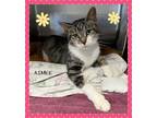 Adopt Aimee a Domestic Shorthair / Mixed cat in Orangeville, ON (39047036)