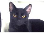Adopt Buns a Domestic Shorthair / Mixed cat in Escondido, CA (39041135)