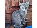 Adopt Sandra a Gray or Blue Domestic Shorthair / Mixed cat in Huntsville