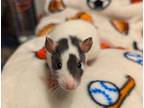Adopt Kylo With Finn & Boba Ratt a Rat small animal in Richmond, BC (39012699)