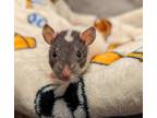 Adopt Boba Ratt With Finn & Kylo a Rat small animal in Richmond, BC (39012698)
