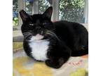Adopt Georgie a All Black Domestic Shorthair / Mixed cat in Hawthorne