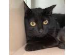 Adopt Lizzy a All Black Domestic Shorthair / Mixed cat in Carson City