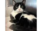Adopt Willow a All Black Domestic Shorthair / Mixed cat in Englewood