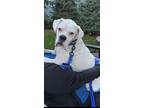 Adopt Ferguson *Adoption Pending* a White Boxer / Mixed dog in Woodbury